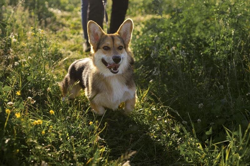 Corgi in show ring
