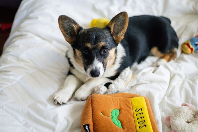 Group of corgi puppies