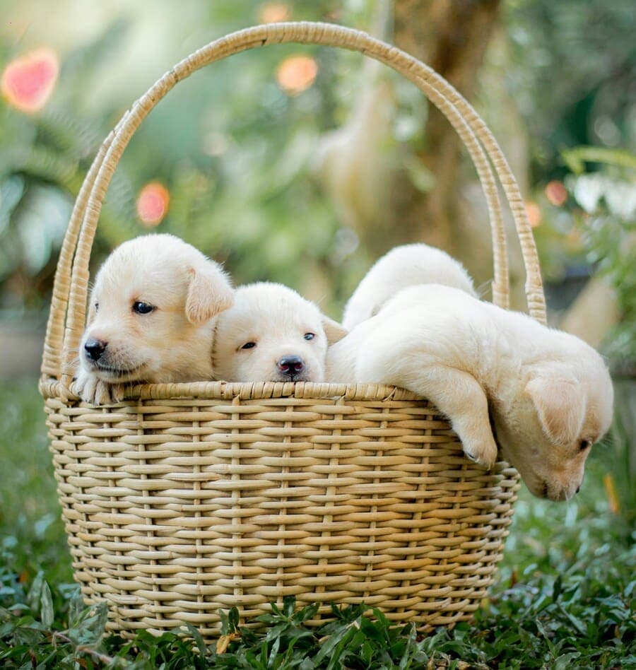 Group of corgi puppies