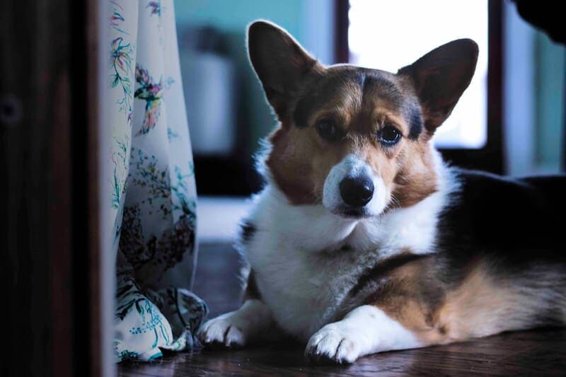 How to Groom Your Corgi for the Show Ring