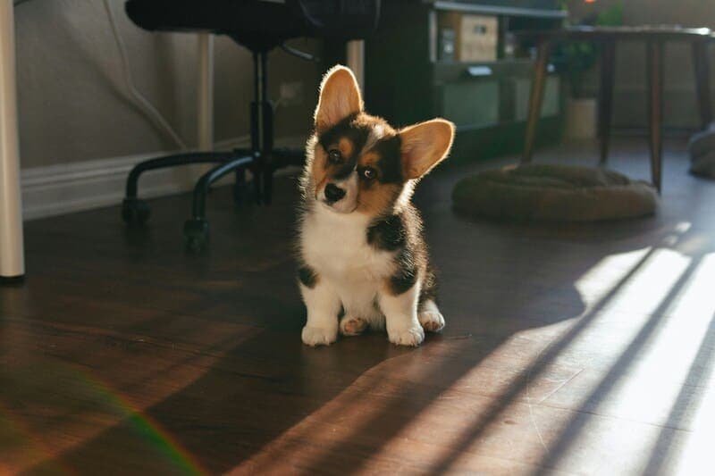 2025 Summer Corgi Show & Trial Calendar