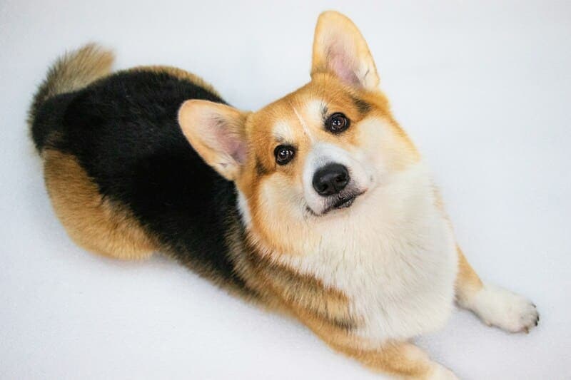 A Brief History of Pembroke Corgi Competition