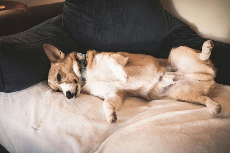 How to Spot Responsible vs. Irresponsible Corgi Breeders