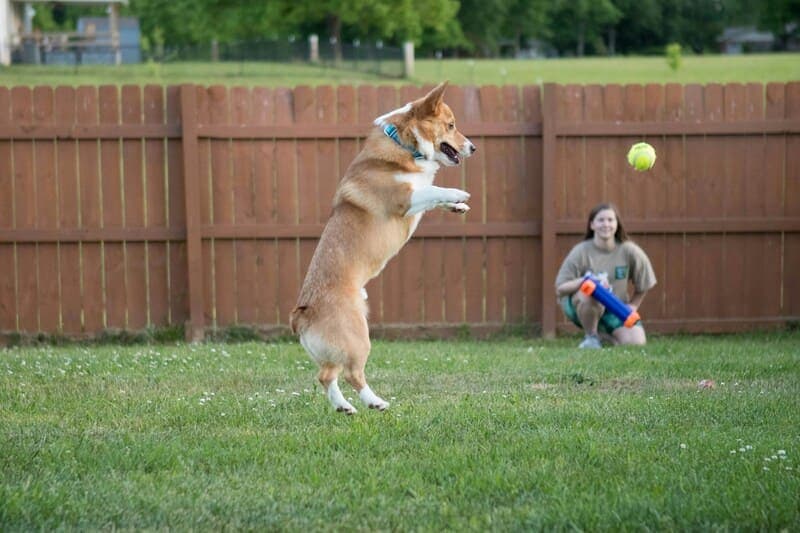 Ethical Breeding Practices: Sustainable Corgi Lines