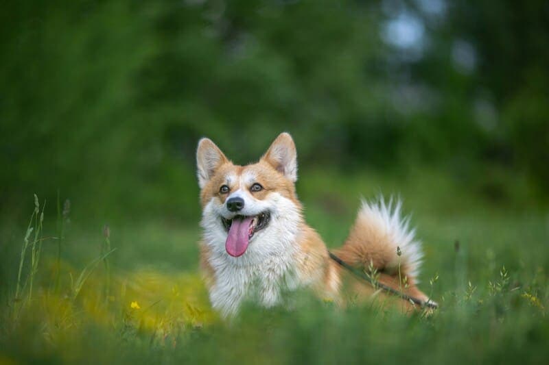 Best Crate & Kennel Solutions for Show-Ring Corgis