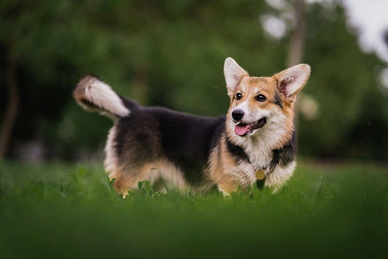 Fun Corgi Costume Competitions & Parade Events