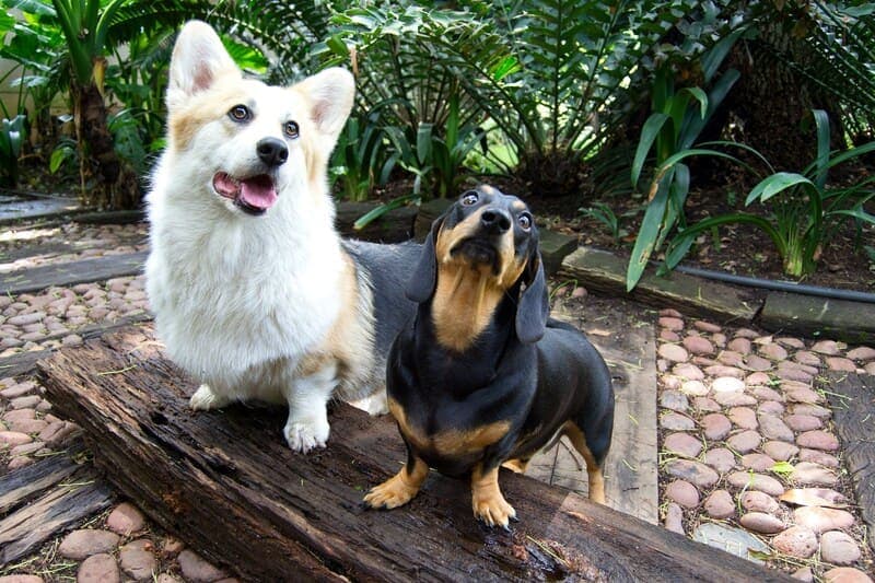 Introducing Your New Corgi to the Show World