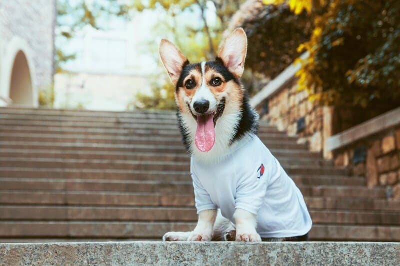 How to Groom Your Corgi for the Show Ring secondary