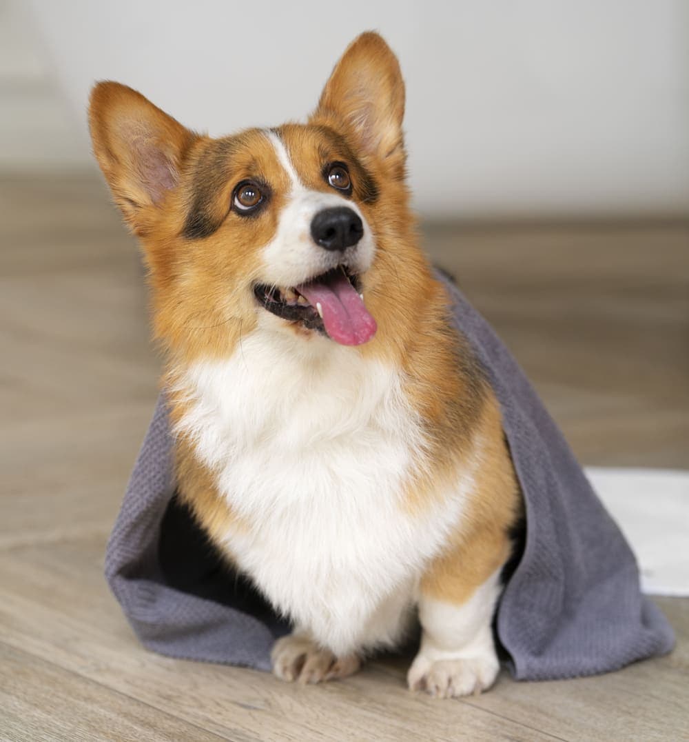 corgi 1